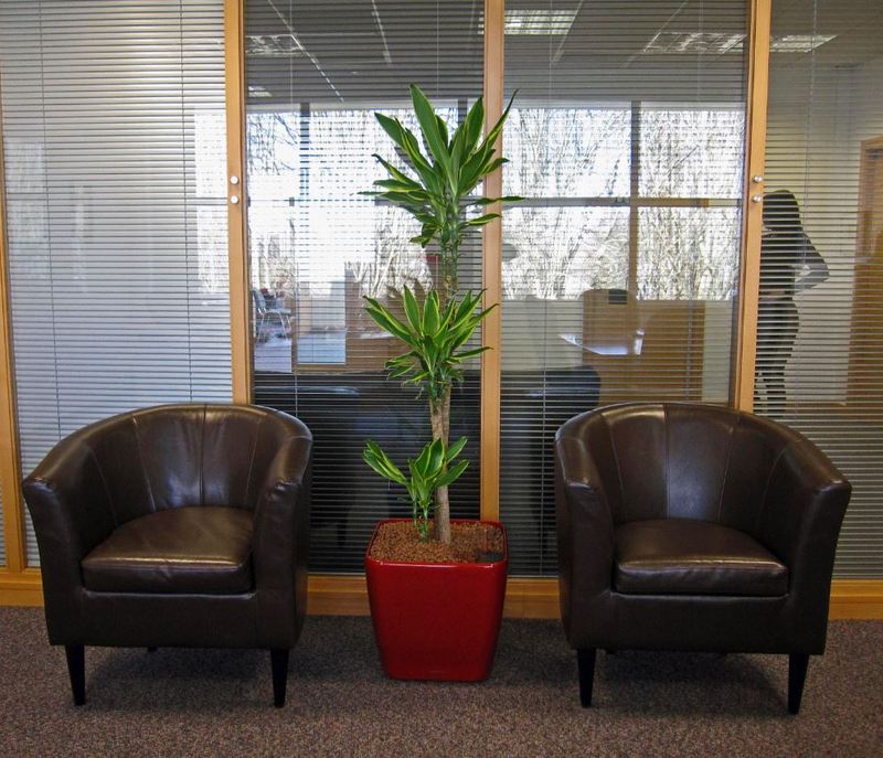 Directors office area with Dracaena Gold Coast plant