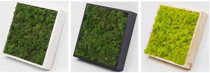 Moss frames come in different sizes and colours