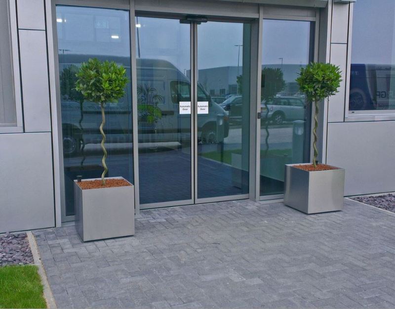 Spiral stemmed Bay Trees in Superline Stainless Steel Containers