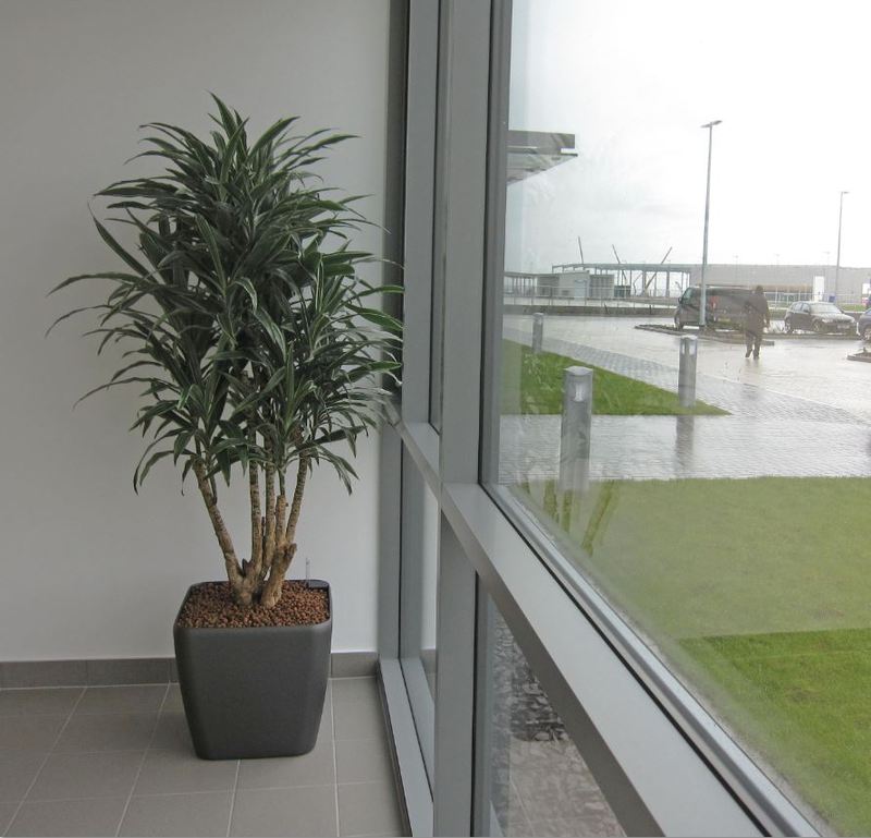 Charcoal Grey Square planter with a Dracaena Dermnensis branched
