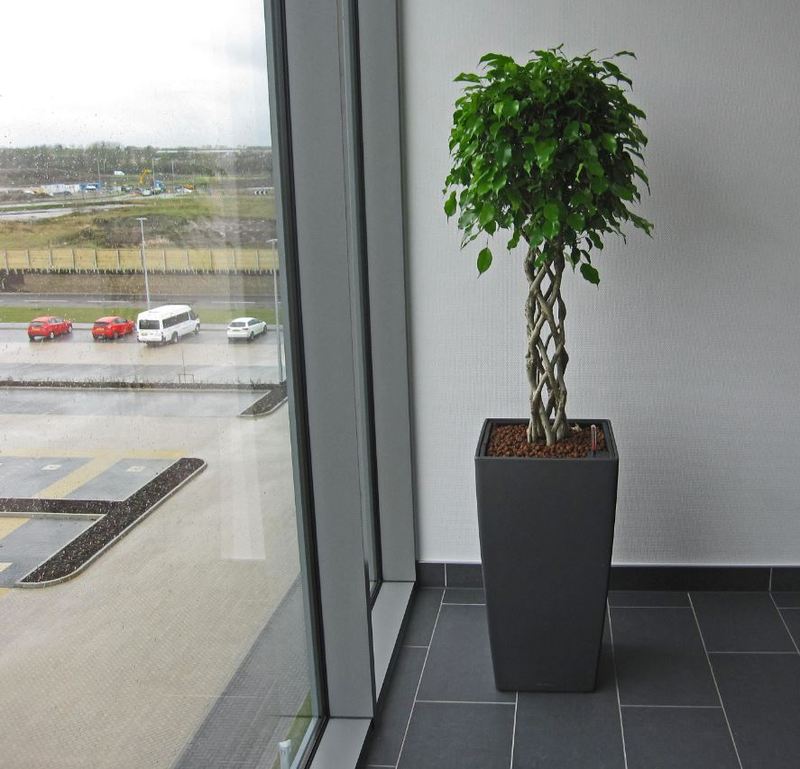 Ficus Open Braided Stem are ideal plants for high profile office Reception areas