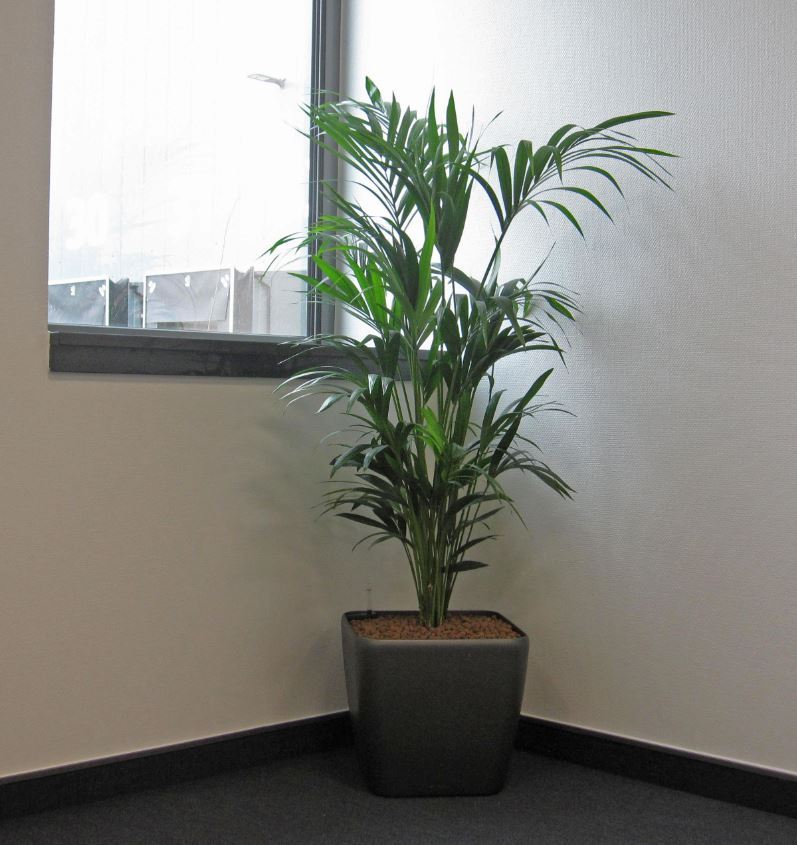 Kentia Palm plant display filling out a corner in Bolton BL5 Meeting Room
