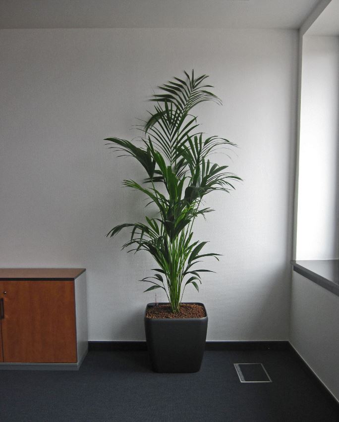 Tall bushy Kentia Palm plant display against a white office wall next to a low cabinet