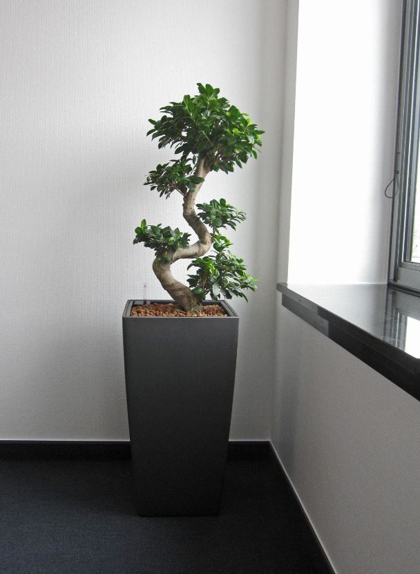 Ficus Microcarpa Ginseng Bonsail plants are ideal for high profile areas such as Directors Offices