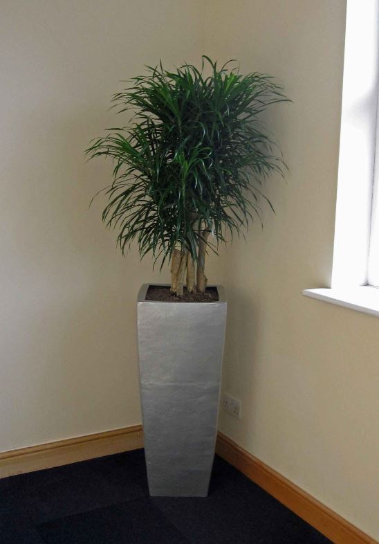 Tall square silver Dracaena Marginarta Plant Display in the corner of these Nuneaton offices