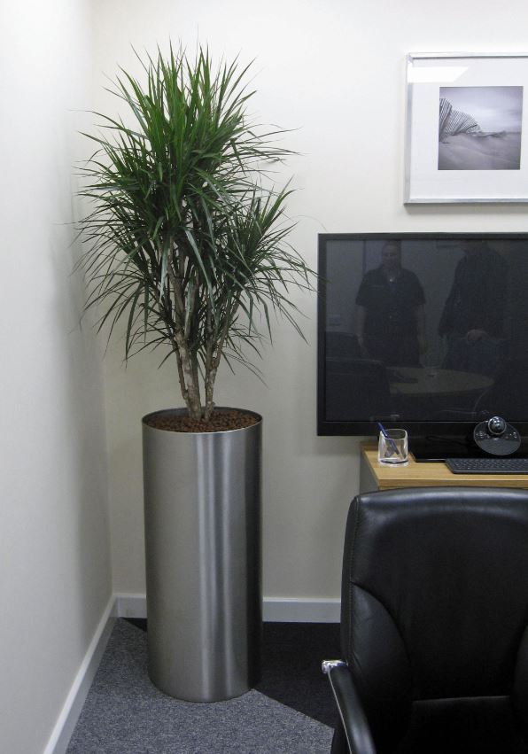 Directors office has a tall circular stainless steel display with a Dracaena Marginarta plant