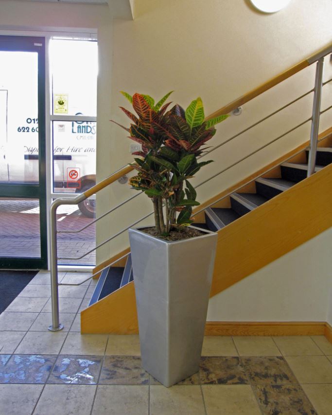A colourful Croton Petra Plant Display brigtens up this Nuneaton office Reception