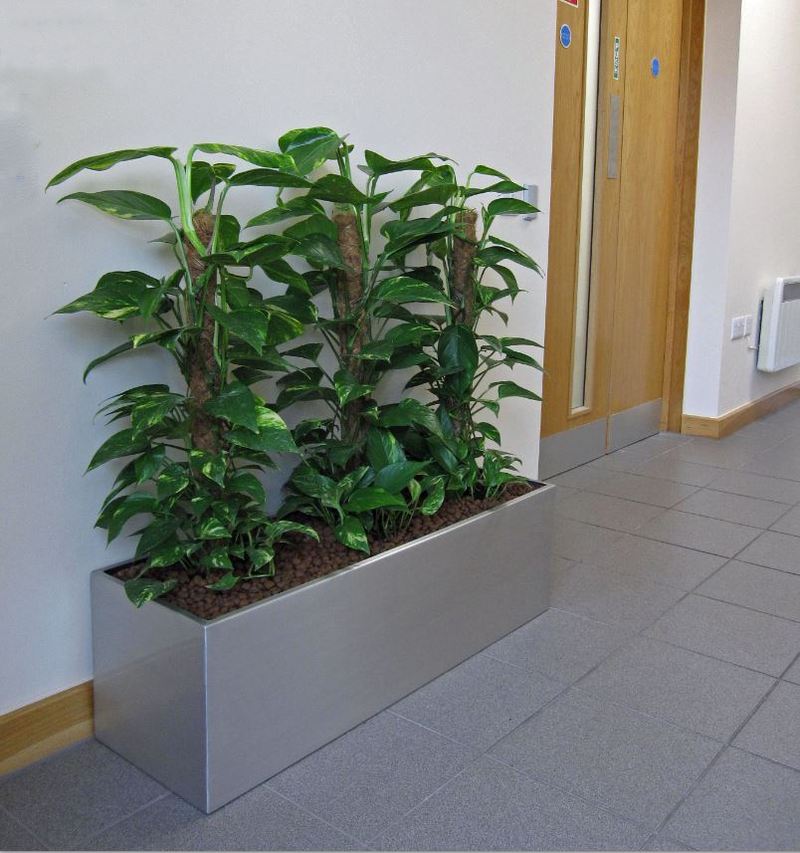 This slimline green plant display looks great in the corridor to the ground floor offices