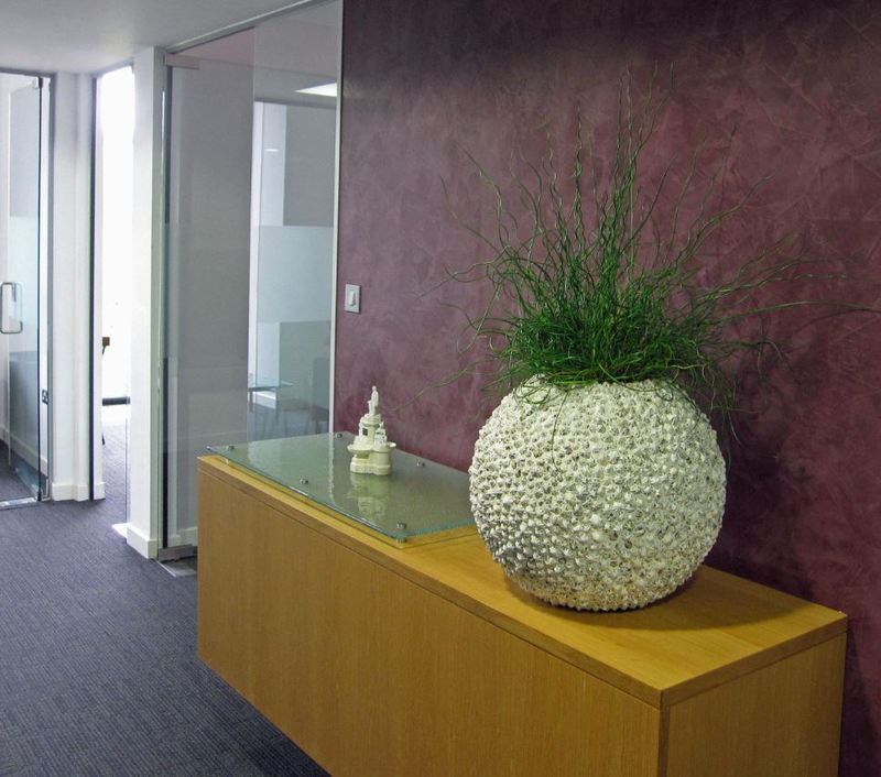 Beach Planters planted with Corkscrew Rush against a purple wall in an office corridor