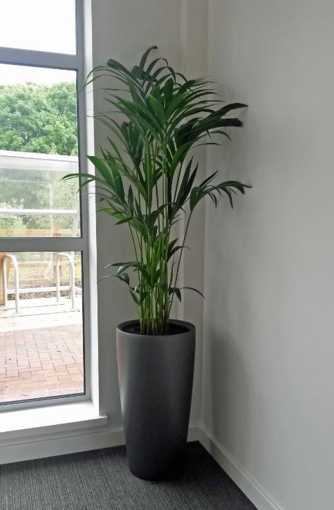 Charcoal Grey circular Palm Plant Display in the corner of this Worcester office Meeting Room