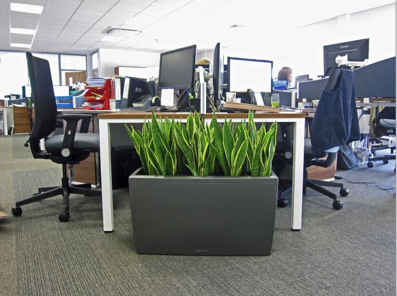 Colourful, bright & beautiful Sansiveria plants add Pazaz to this open plan Worcester office