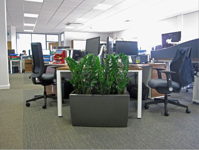 Rectangular planter with Zamiifolia living tropical plants located on the end of an office desk