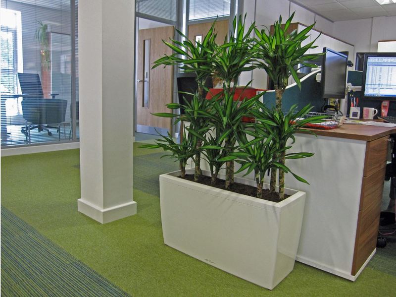 Rectangular Plant Display used as a green office screen on the 1st floor of these Worcester offices