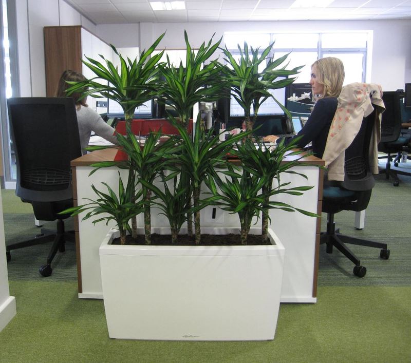 Greener offices are more productive