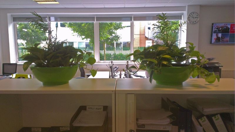 Desk top plant displays for office cabinets on Nottingham Business Park NG8
