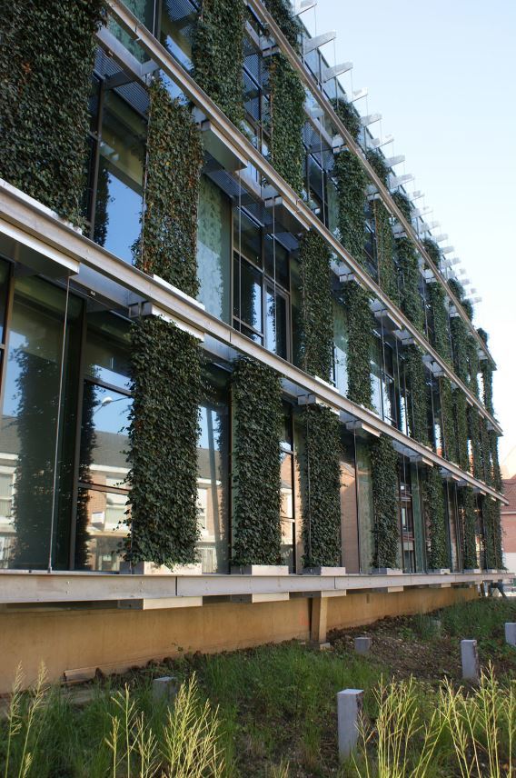 Green Walls are making cities Greener & Healthier