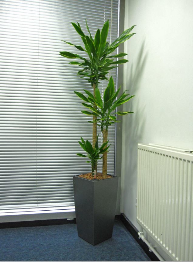 Variegated Dracaena Gold Coast plant for office meeting room in West Bromwich