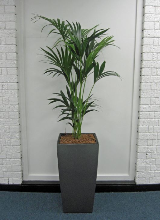 Green Plants for West Bromwich offices B71 4LF