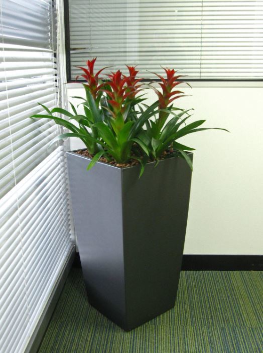 Flowering Red Guzzmania plants brighten up this West Bromwich office Reception