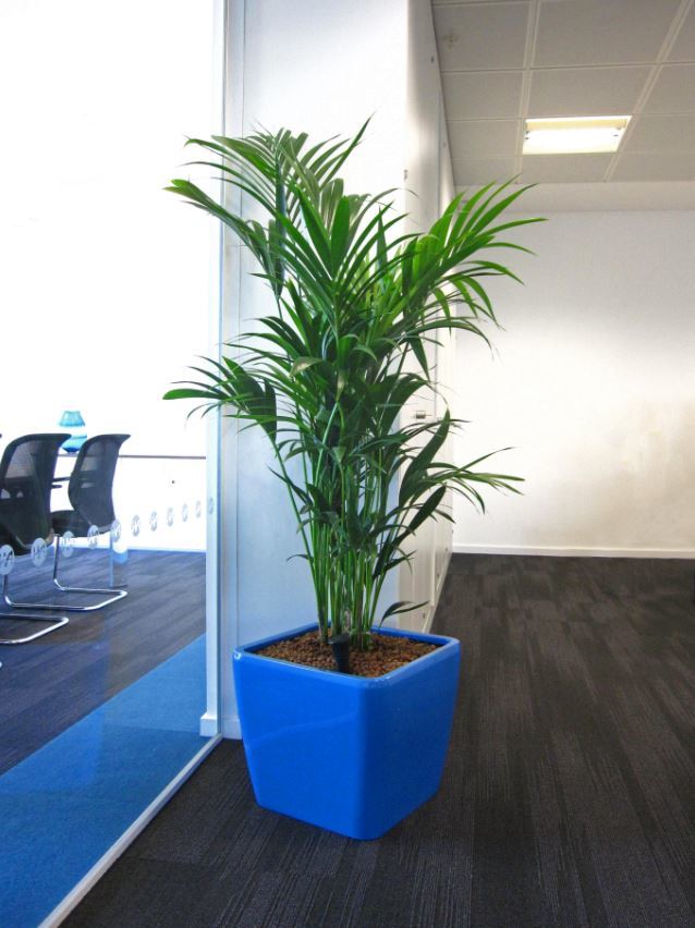Striking Blue plant displays look stunning in these Brindley Place offices