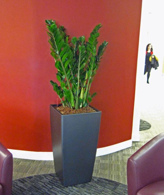 Bushy green Zamiifolia plants improve Colmore Row, Birmingham office Reception