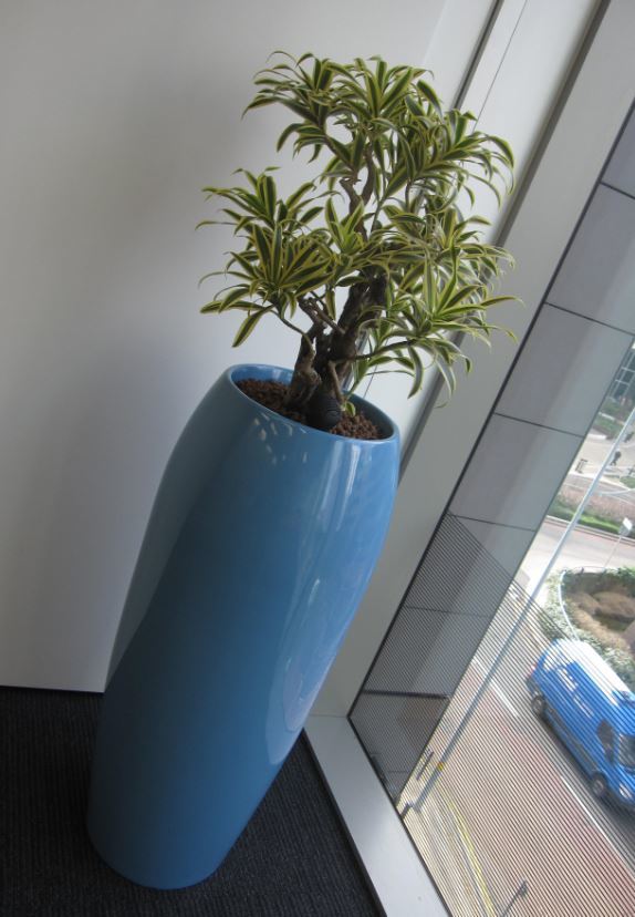 Dracaena Song of India plant in the corner of Birmingham office Meeting Room