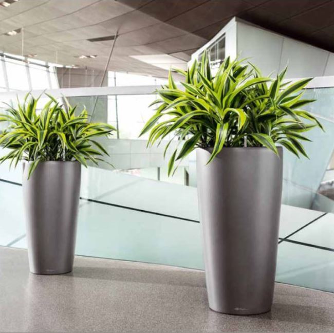 Tall Cicrcular containers with Lemon Lime plants in Midlands office atrium