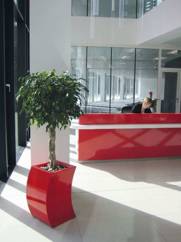 West MIdlands office Reception has a striking braided stem Ficus plant