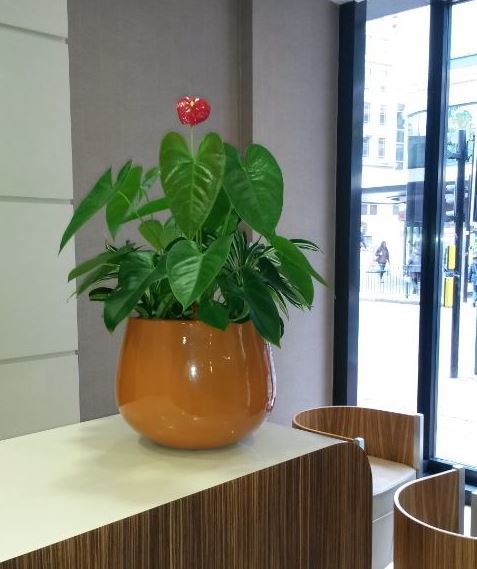 Barcelona display with flowering Anthurium plant for this Leicetser office Reception desk