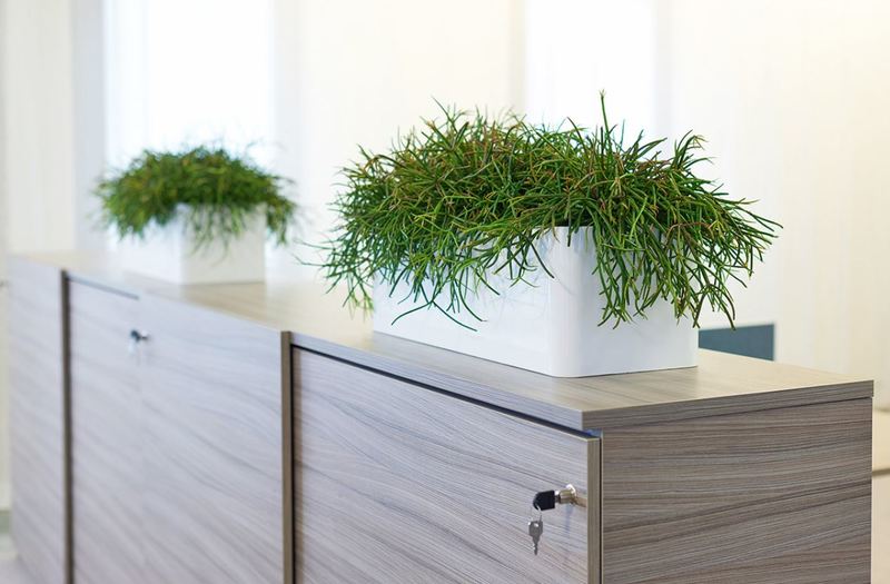 Rectangular displays with Euphorbia plants decorate filing cabinets in this Leicester office