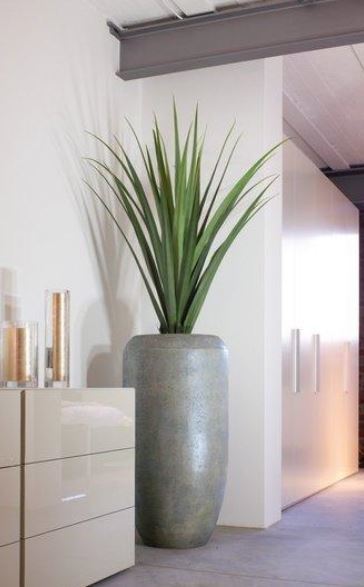Concrete Cigar Planter with a spiky Yucca plant in the corridor of this Cheltenham office