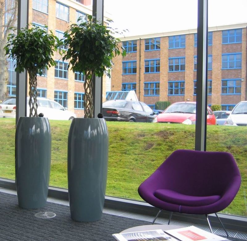 A pair of Ficus open Braided trees looks superb in this office Reception