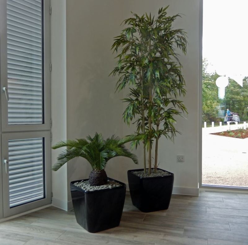 Artificial Bamboo Tree & Cycad Palm Plant in the Common Room of this Student Apartment accommodation