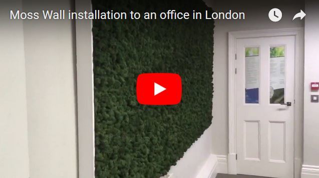 Video of a Moss Wall installation to office in London 