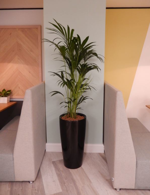 Plants for the communal areas of these serviced offices in Nottingham