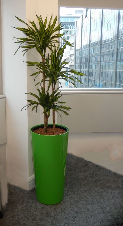 Dracaena Rikki a colourful plant & container for these serviced office in Derby