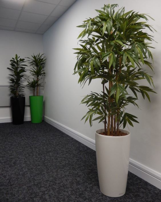 Artificial Bamboo tree in a white container ideal for office meeting rooms & low light areas