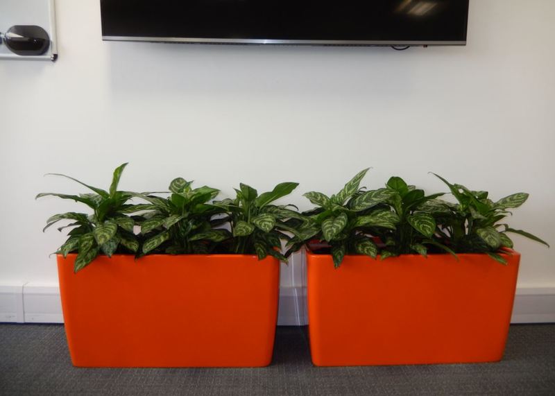 Bright orange floor standing plant displays under a plasma TV, improve the health of this office