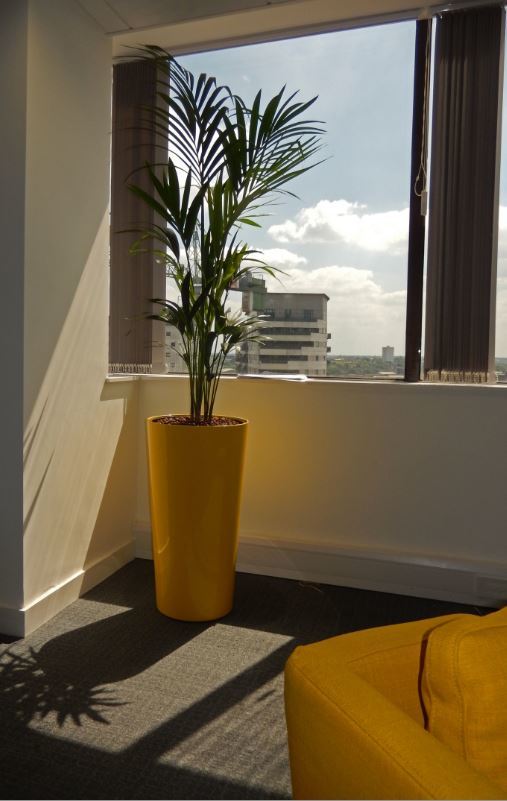 Bright Yellow Container and a leafy green Palm plant make this Derby office a nicer place to work