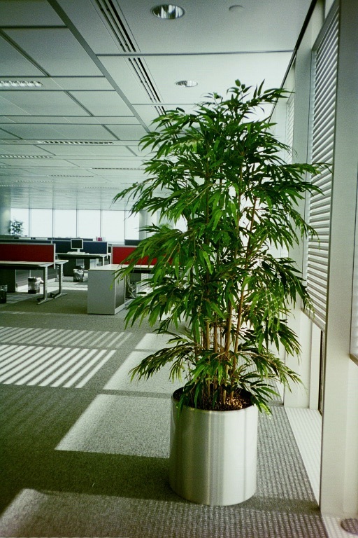 Plants inside HSBC Canary Wharf offices