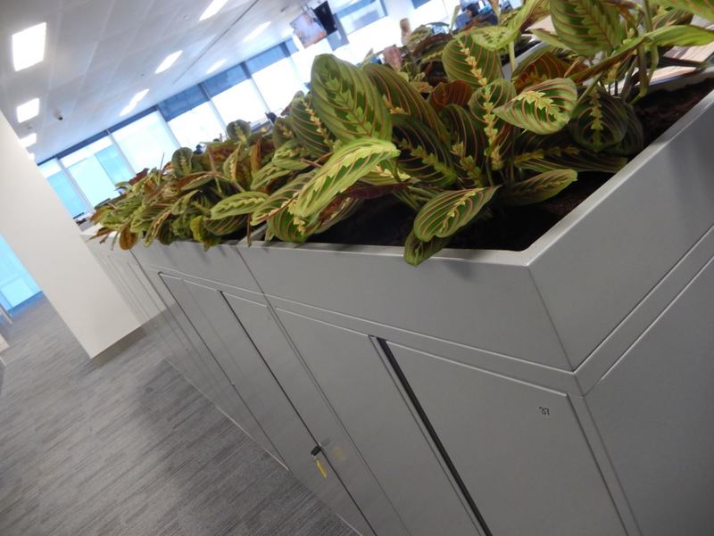 Cabinet top plants in open plan Coventry offices
