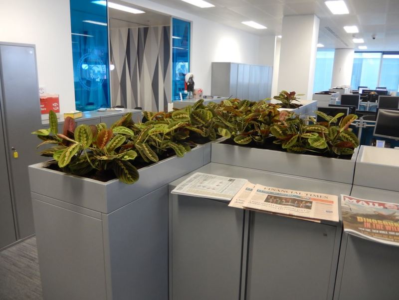 Filing cabinet top plants for Coventry HQ offices