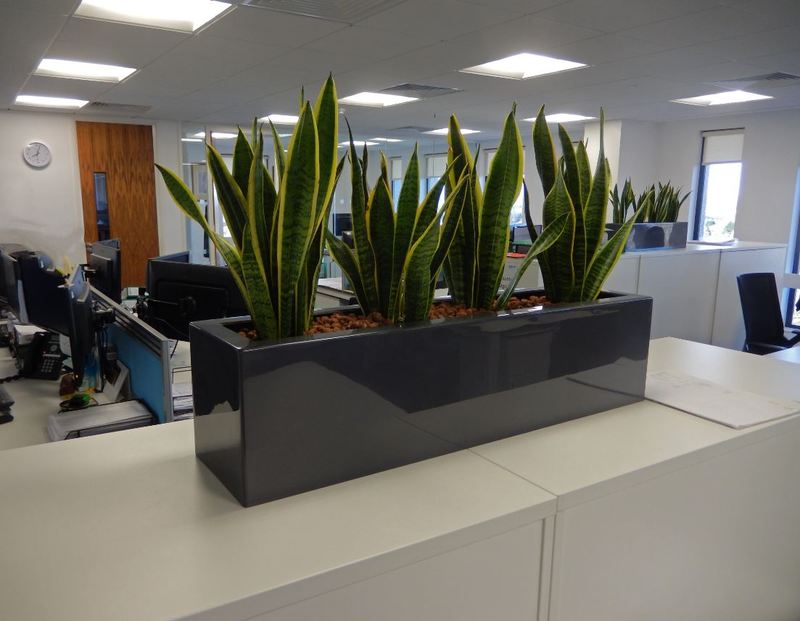 Rectangular Cabinet top displays with Sanseveria plants for Coventry offices
