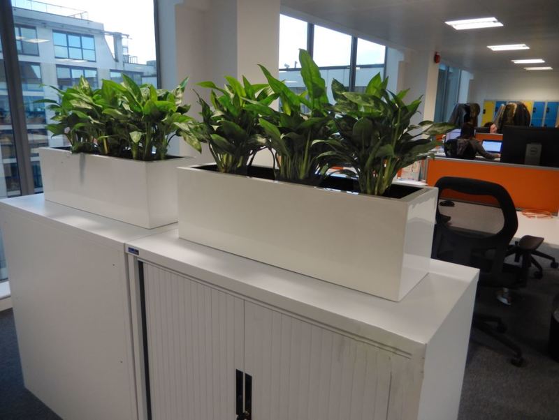 Cabinet top plant displays for Solhull office