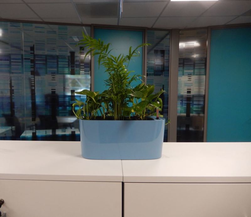 Cabinet & windowsill plant displays for Coventry Finance offices