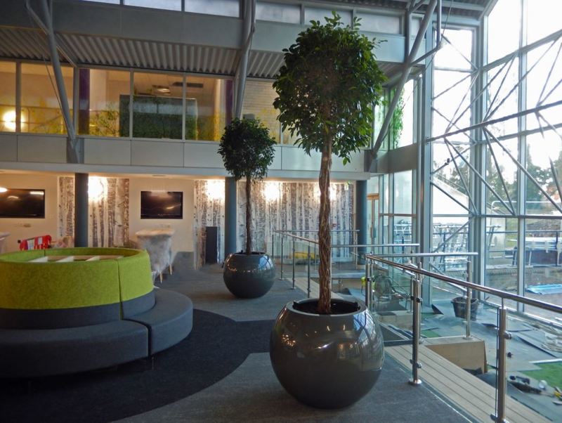 Two matching Ficus Nitida plants in this Derby office atrium