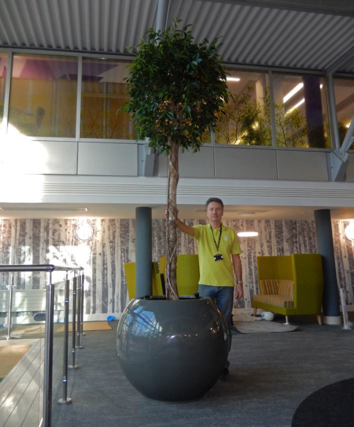 Circular Atlas display with Ficus Plants for derby office