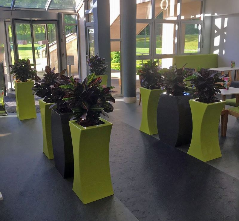Colour cordinated Grey & Lime green plant displays