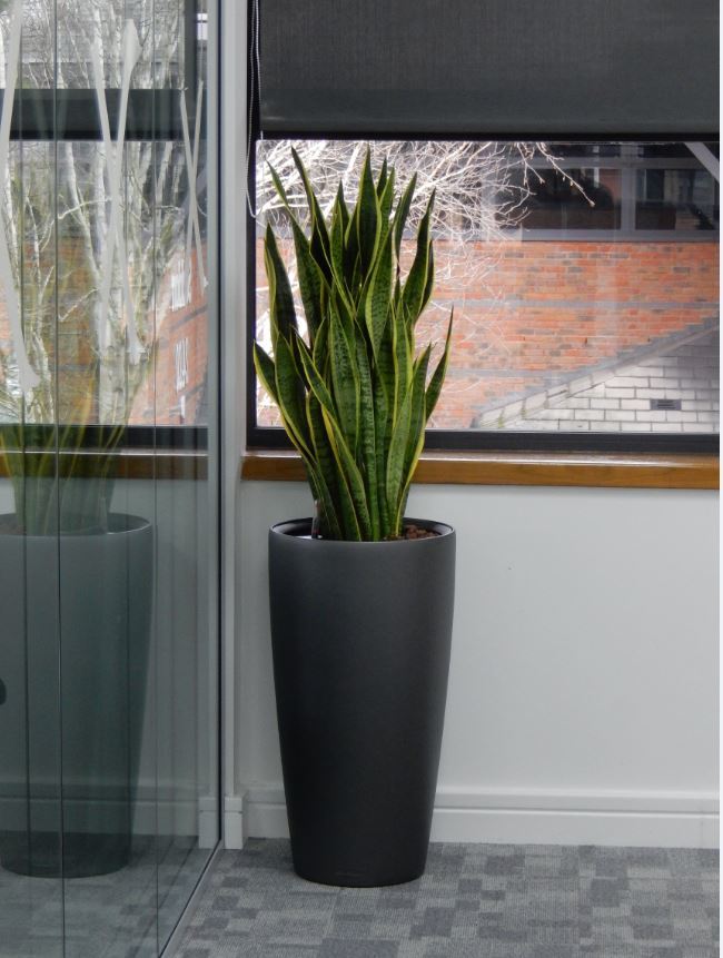 This tall and elegant Plant display adds warmth to a corridor in this Derby office