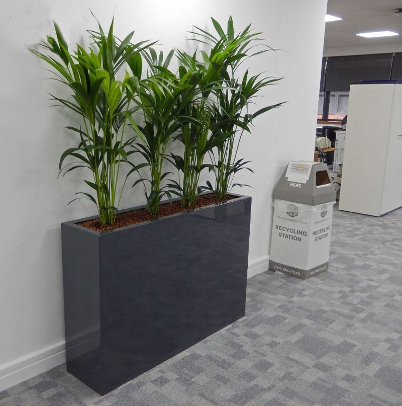 Tall rectangular Barrier Plant Display with Kentia Palms softens the walkway of these Derby offices